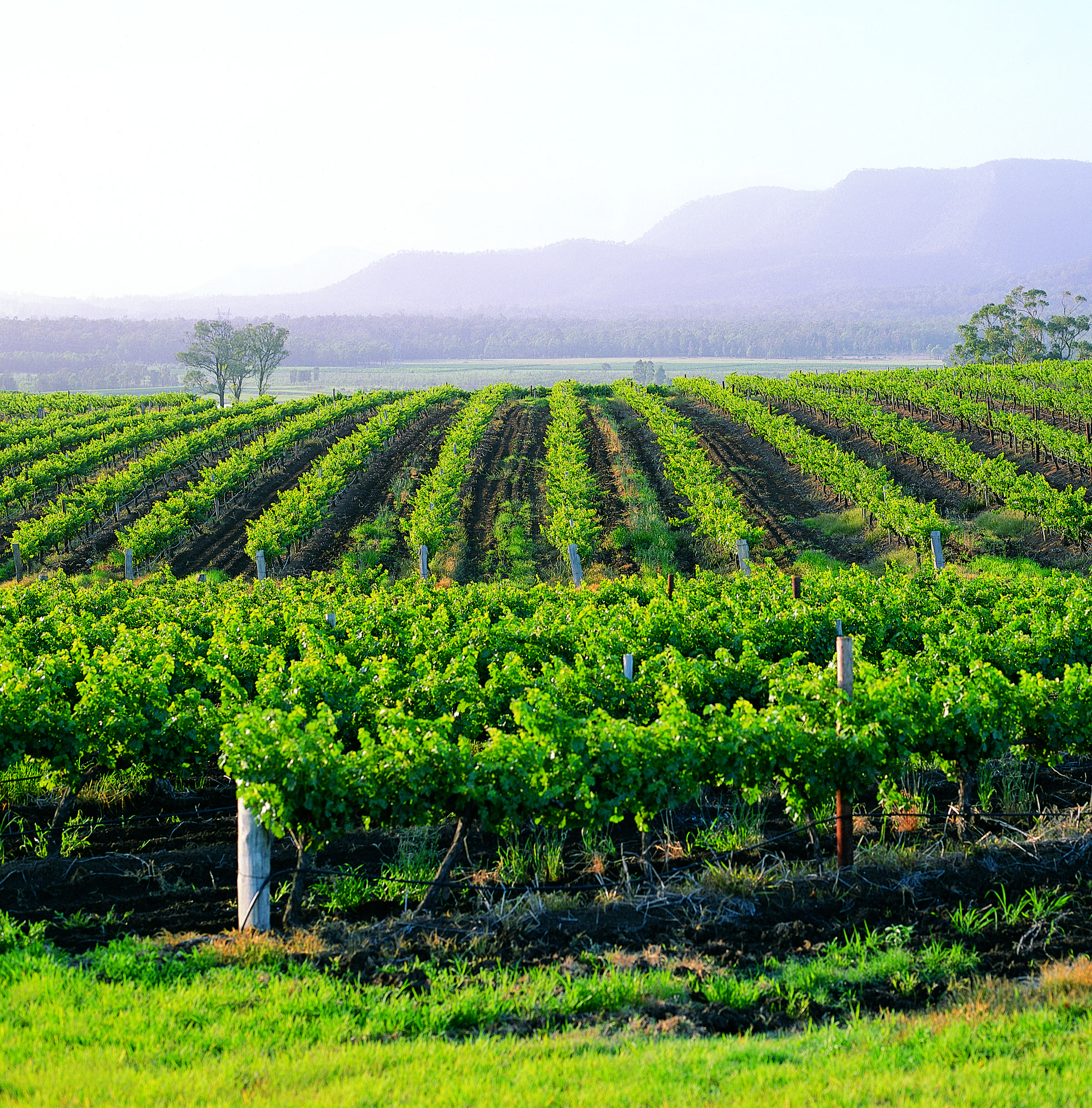 Hunter Valley Resort, Hunter Farm Adventure Centre & 4 Pines At The Farm Pokolbin Esterno foto